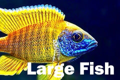 Large Fish