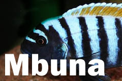 Mbuna