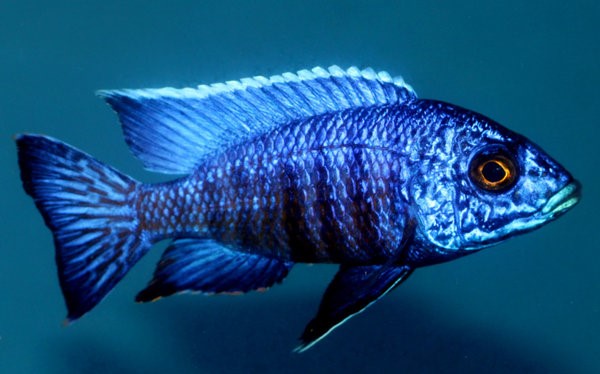 人気の新作 – Chilumba stuartgranti Aulonocara Tampa Cichlids Bay その他