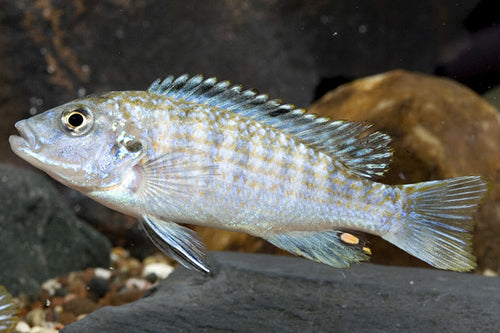 Exasperatus, Labidochromis joanjohnsonae