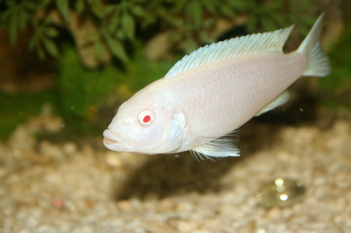 Snow White Socolofi, Pseudotropheus socolofi (Albino)