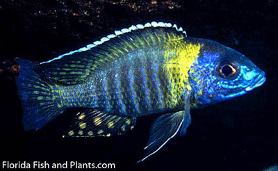 Blue/Gold Peacock, Aulonocara korneliae