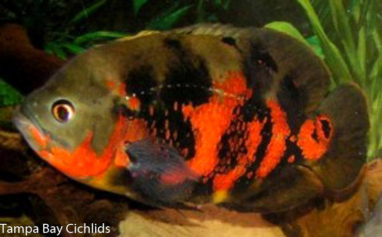 Tiger Oscar (Astronotus 1.25-2.0 inch – Bay Cichlids