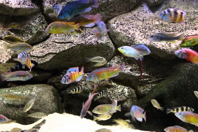 Mixed Lake Victoria 1.25 - 2.25 inch African Cichlid Live Fish