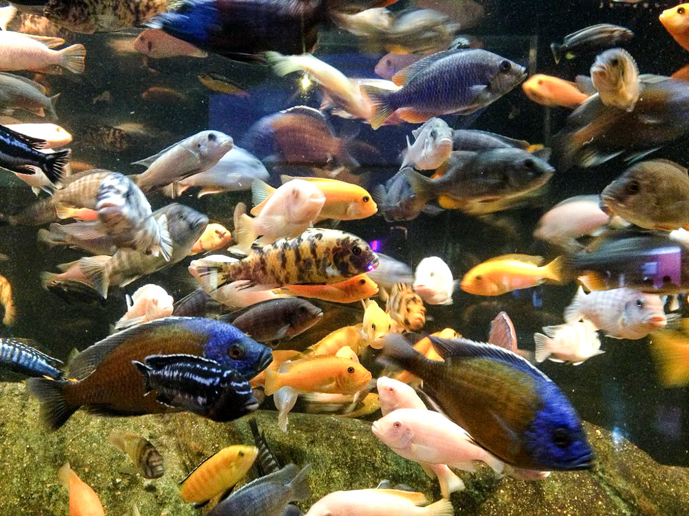 Medium size fish 2.0-3.0 inch
