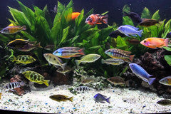 Cichlid Packages