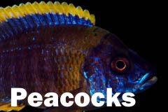Aulonocara (Peacock's)