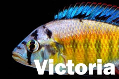 Victorian Cichlids and minor African lakes
