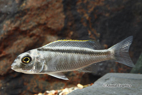 Buccochromis Spectabilis