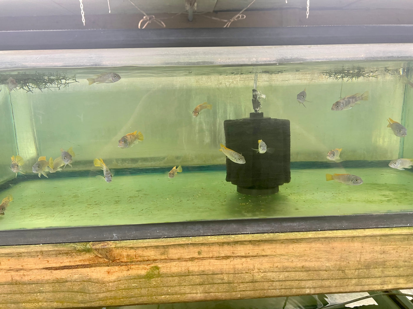 Metriaclima Zebra Mbenji (OB)