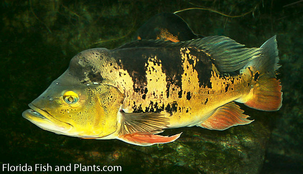 Peacock Bass Occellaris (Butterfly Peacock Bass) 1.25-2.0 inch