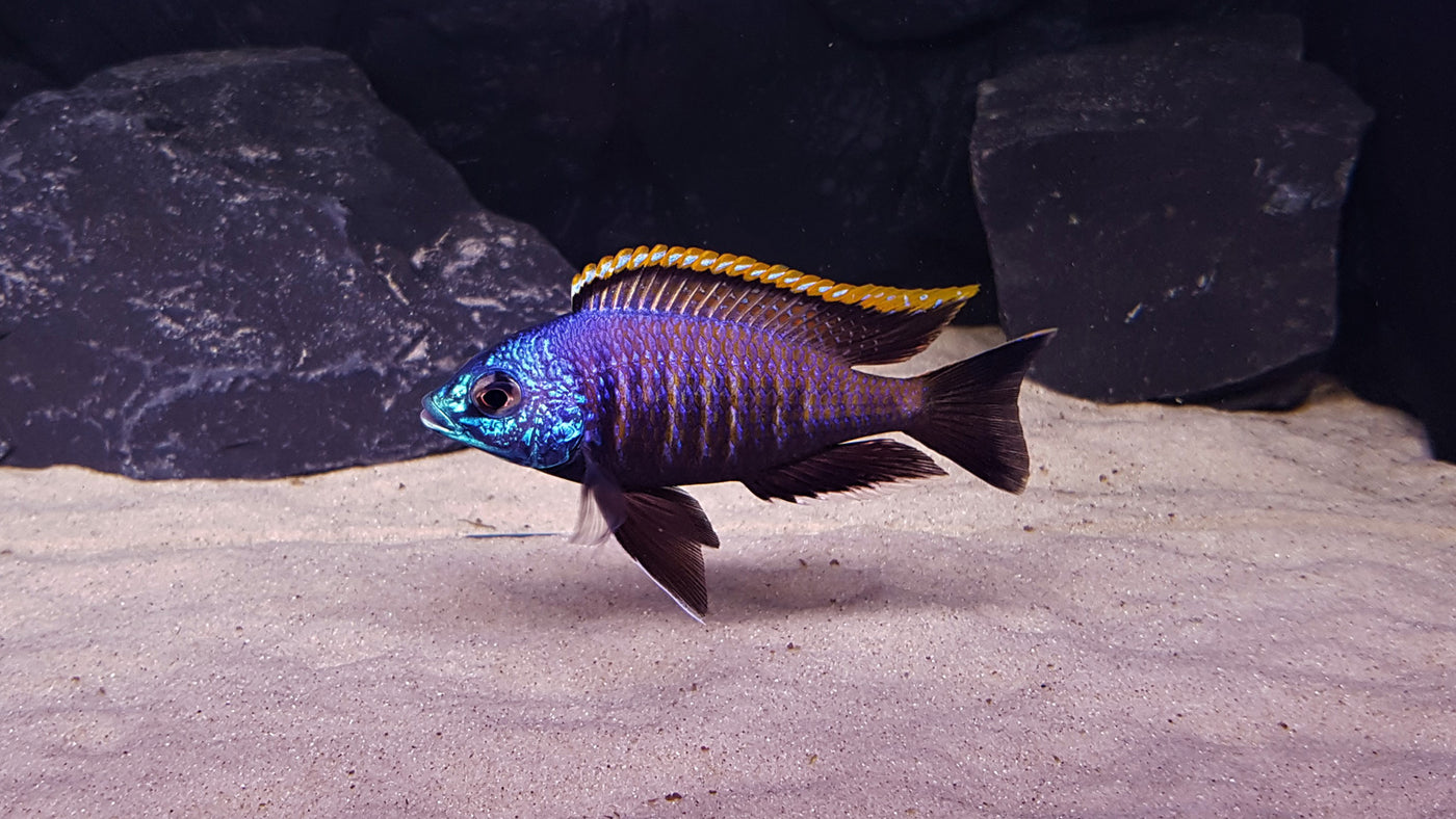 Blue Otter, Placidochromis sp. Tsano Rocks