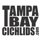 Tampa Bay Cichlids