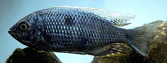 Copadichromis chrysonotus mumbo, White Blaze