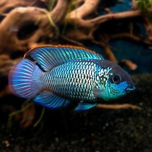 Electric Blue Acara (Aequidens Pulcher) 1.25-2.0 inch