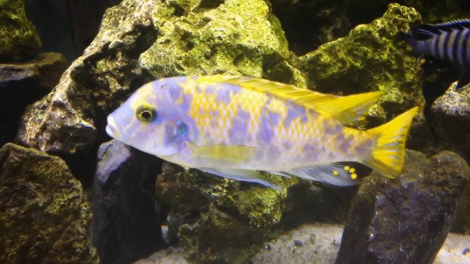 Metriaclima Zebra Mbenji (OB)