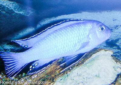 Socolofi, Pseudotropheus socolofi