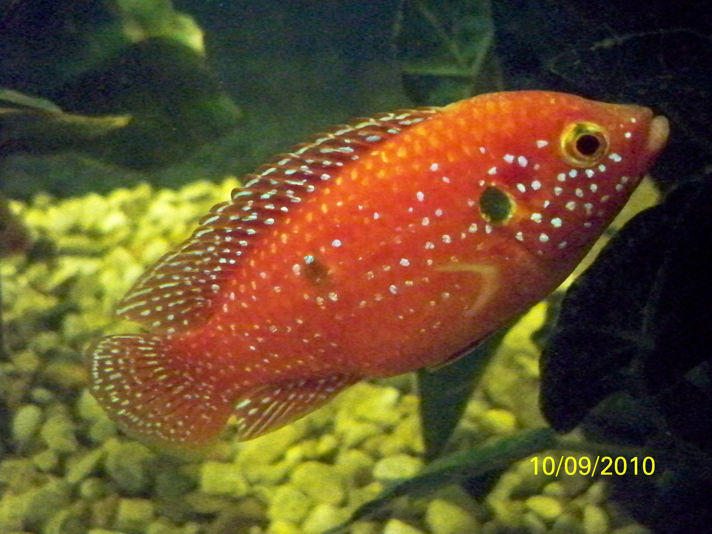 Red Lifalili Jewel, Hemichromis Lifalili