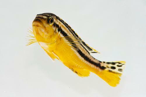 Auratus, Melanochromis