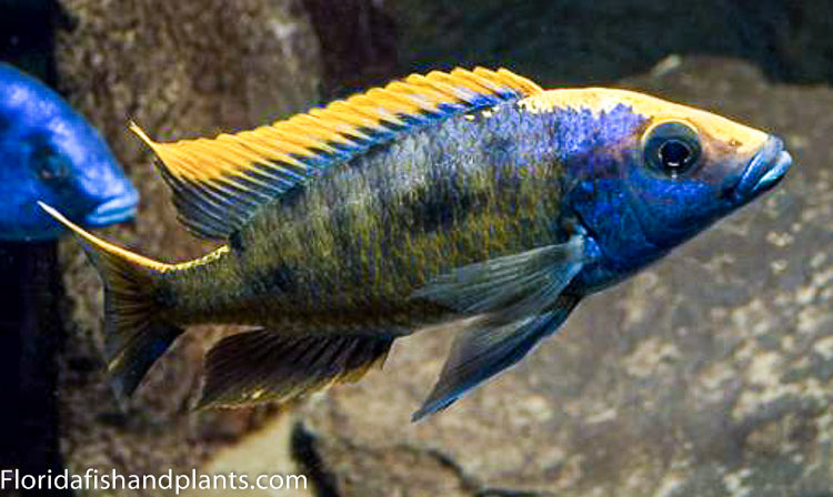 Z-Rock, Otopharynx lithobates