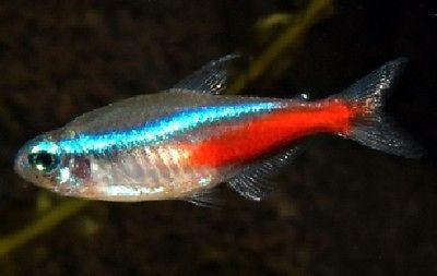 Neon Tetras, 3/4-1 inch or bigger