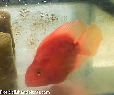 KING KONG Parrot approximately 2.25-2.5 inch. New World Cichlid