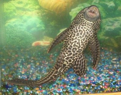 Sucker fish hotsell