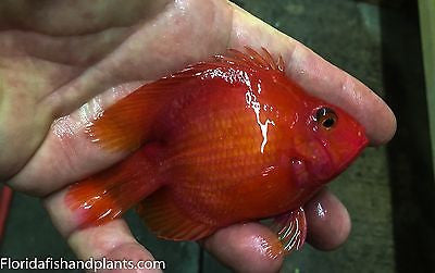 KING KONG Parrot approximately 3.25-3.5 inch  New World Cichlid