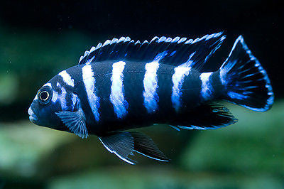 African cichlids for sale deals