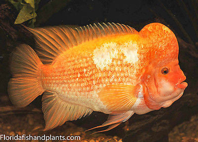 Amphilophus labiatus, Red Devil cichlid