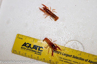 Mexican Orange Dwarf crayfish lobster Florida Grown .75 inch.