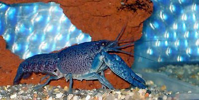 Electric Blue Crayfish (Lobster) 1.25-2.0  inch Live fish