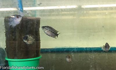 Red  Dragon Flowerhorn Cichlid 1.25-2.0 inch