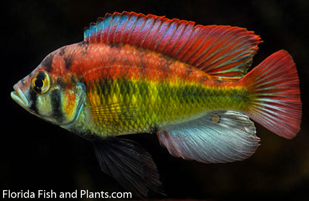Aeneocolor yellow belly, Astatotilapia aeneocolor Lake Albert