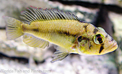 Aeneocolor yellow belly, Astatotilapia aeneocolor Lake Albert