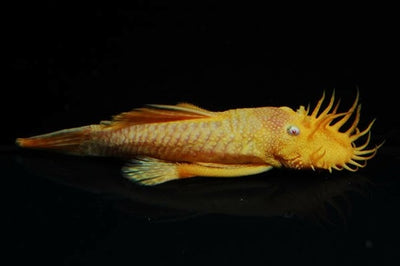 Albino Bristlenose Plecostomus  Ancistrus