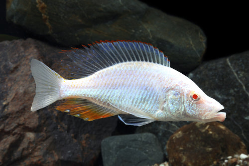 Albino Compressiceps,  Dimidiochromis compressiceps (Albino)