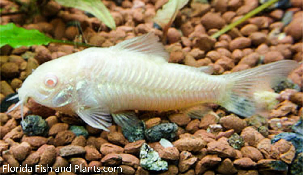 Trio of Corys,  1 Paleatus, 1 Green, 1 Albino .5-1.0 inch