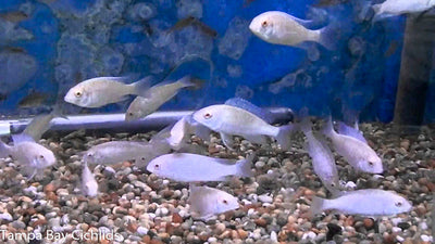 Albino Moorii, Crytocara moorii (Albino)