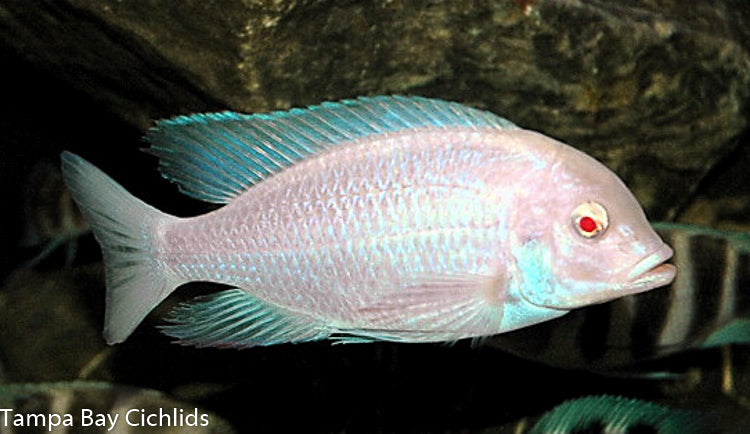 Albino Moorii, Crytocara moorii (Albino)