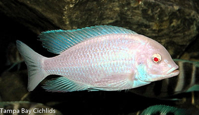 Albino Moorii, Crytocara moorii (Albino)