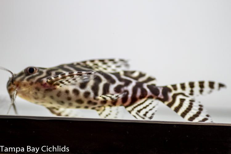 Synodontis Angelicas X Eupterus 1.0 inch