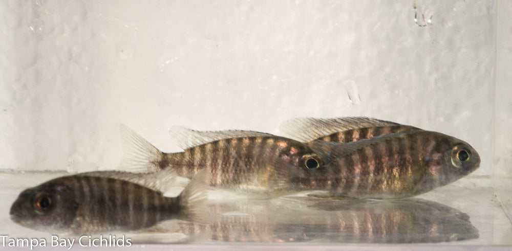 Ngara flametail Peacock , Aulonocara stuartgranti "Ngara"