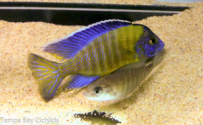 Neon Undu Peacock , Aulonocara stuartgranti "Undu Point
