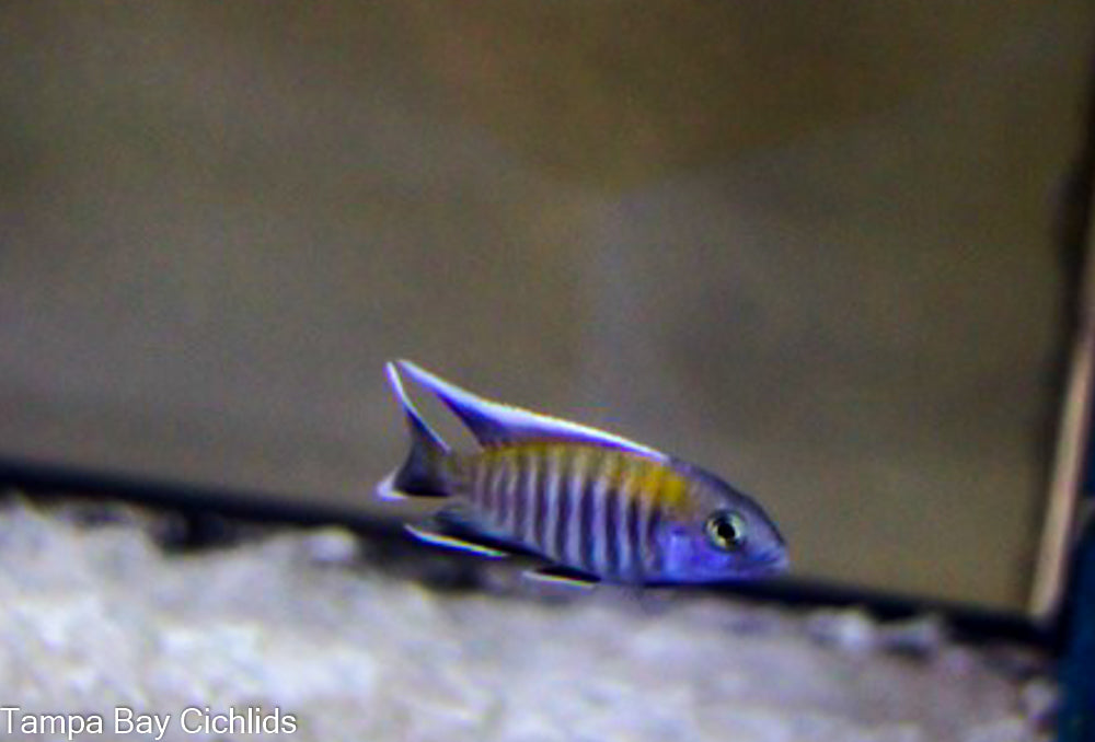 Blue Face Peacock, Aulonocara Walteri