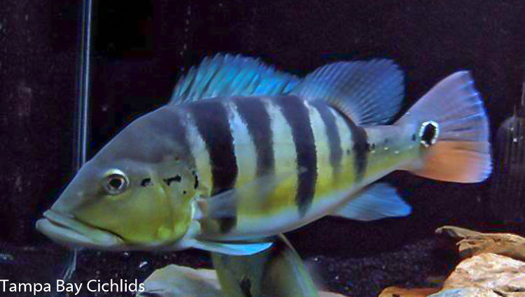 Azul Peacock Bass, Cichla piquiti 1.25-2.0 inch New World Cichlid