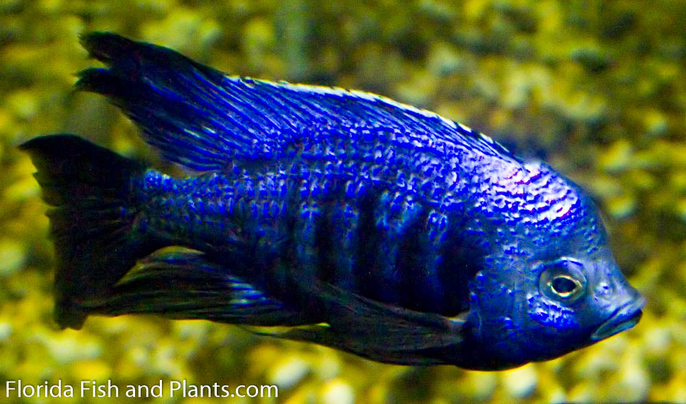 Azureus,  Mbenjii (Chrysonotus), Copadichromis