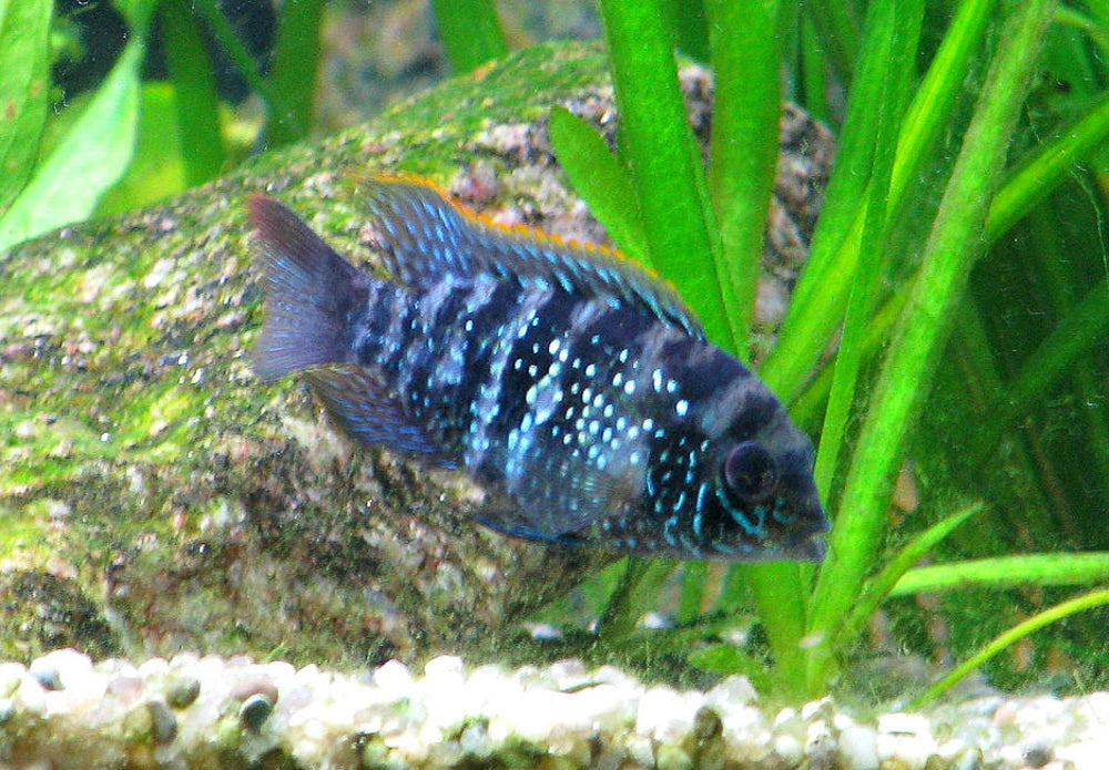 Blue Acara (Aequidens Pulcher) 2.0 inch