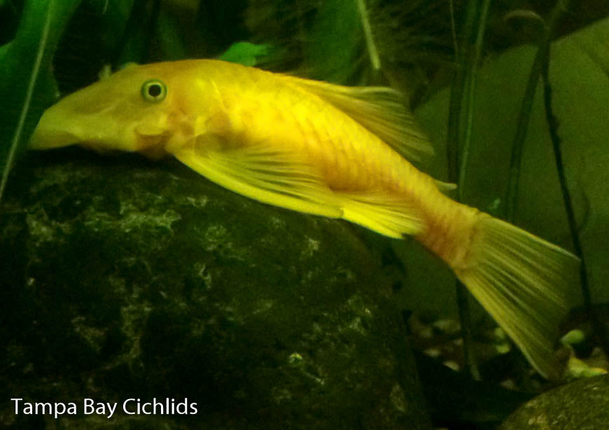 Blue Eye Lemon Bristlenose Plecostomus  Ancistrus sp.