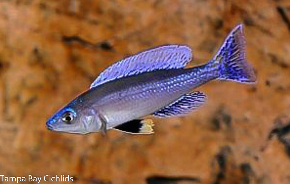 Blue Flash,Cyprichromis Leptosoma Mpulungu 1.5 inch Tanganyika African Cichlid